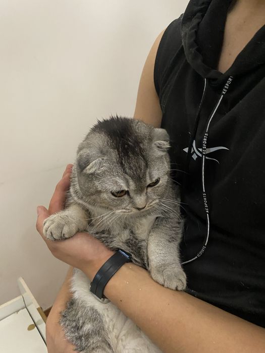 Шотландский вислоухий кот