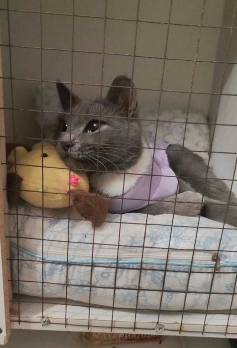 Нежная малышка ищет дом