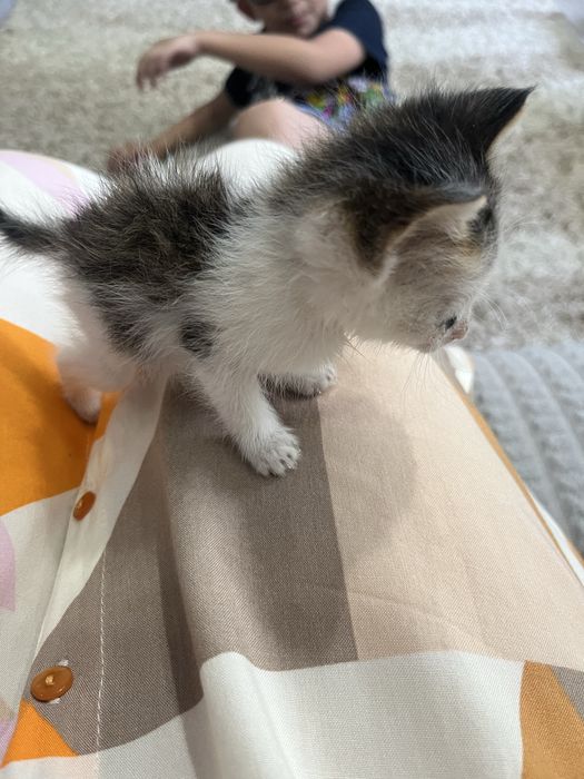 Котенок маленький 3 цвета