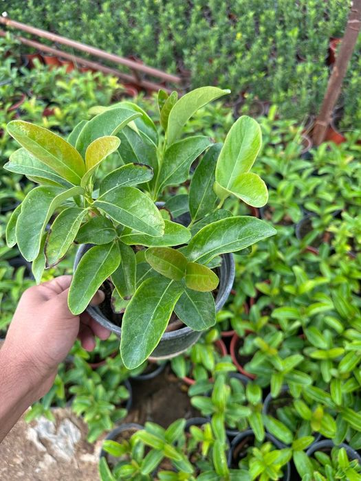 Kustarniklar sotiladi Eunomis Japonica Bravo, shamshod , magoniya