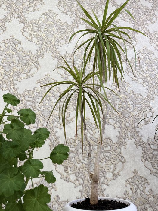 Продам Драцену маргинату