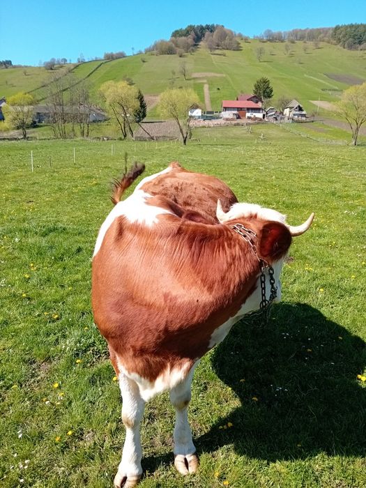 Vind vaca baltata romaneasca
