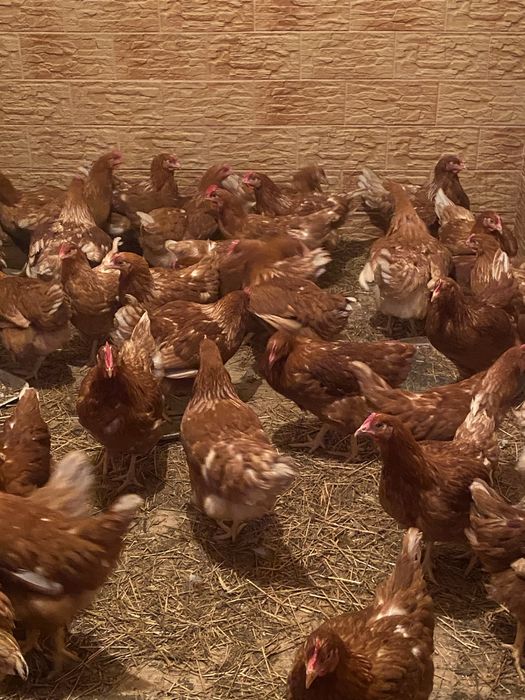 Продам красные куры