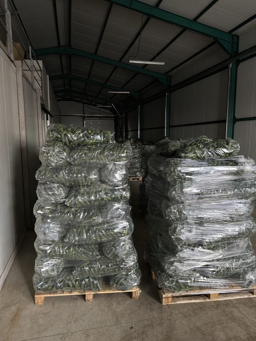 Castraveti-ogórki-Огурцы