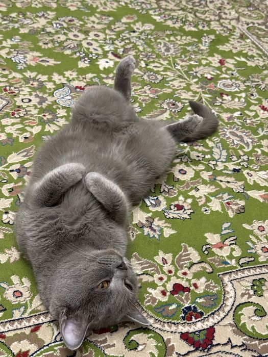 Отдам кошечку Бусинку в добрые руки