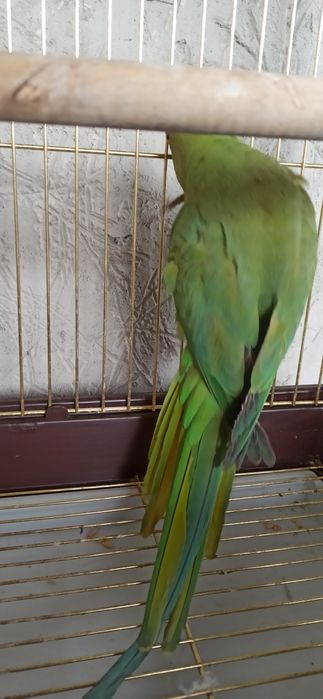 Ожереловый попугай