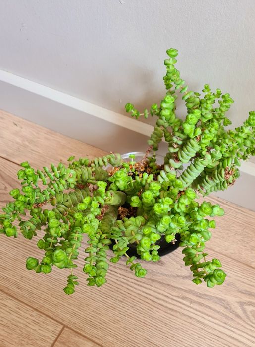 Суккуленты: толстянки, хатиора