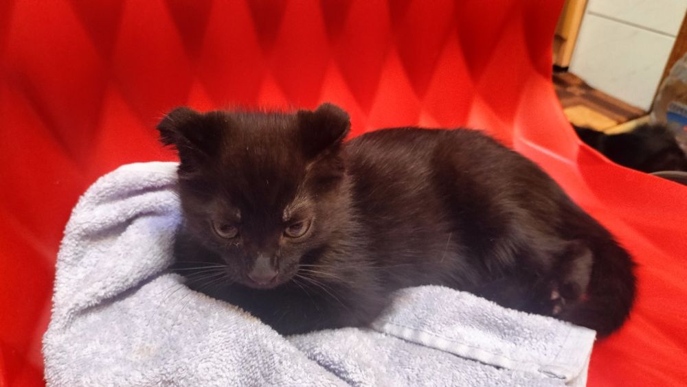 Котенок мальчик метис