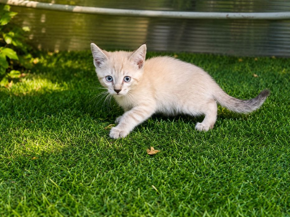 Котята крысоловы