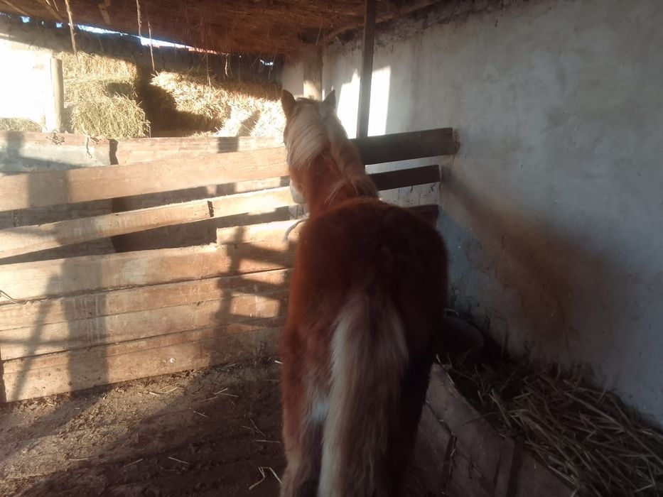 Еркек тай сатылады
