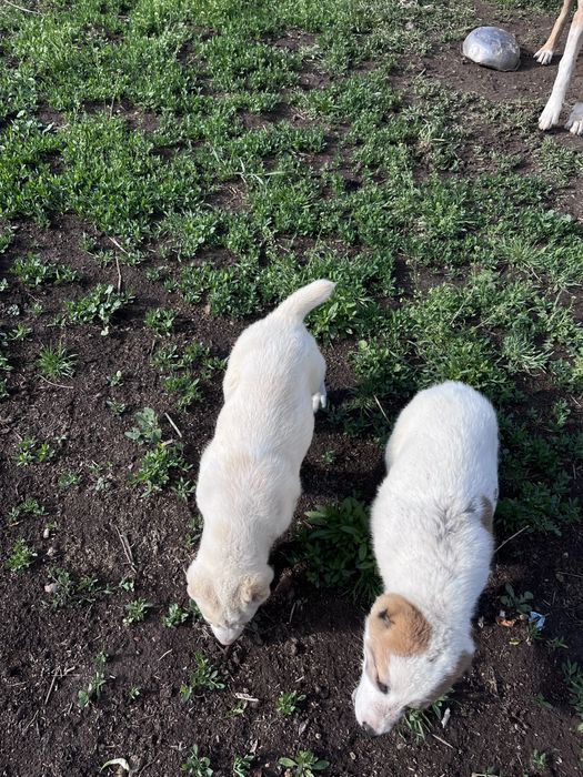 Алабай күшіктер