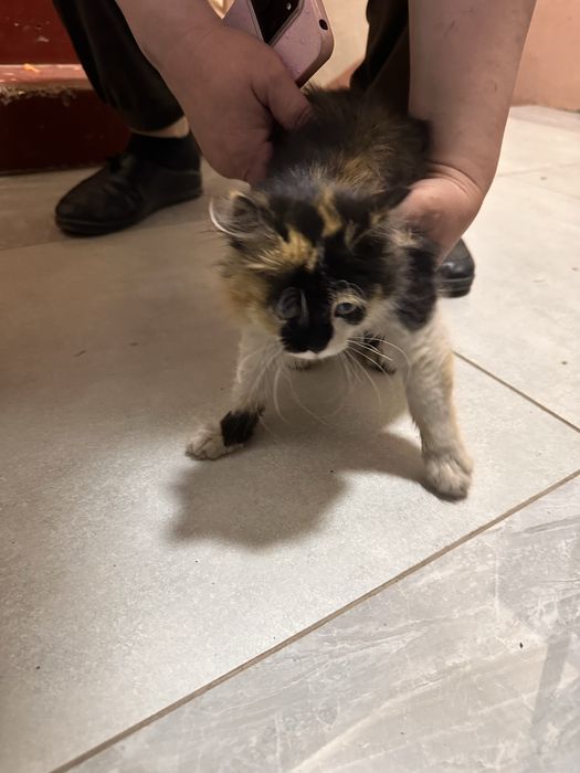 Отдам котенка в добрын руки