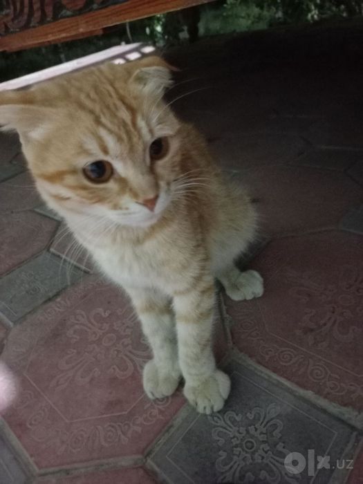 Scottish Fold Shotlandiya sallaquloq mushugi   Mushuk)
