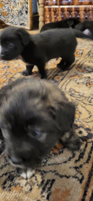 Donez catei talie mica