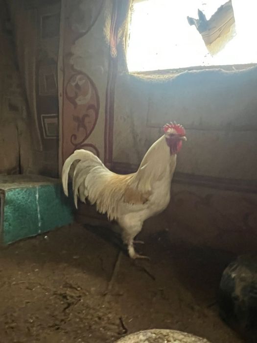 Әтештер сатылады