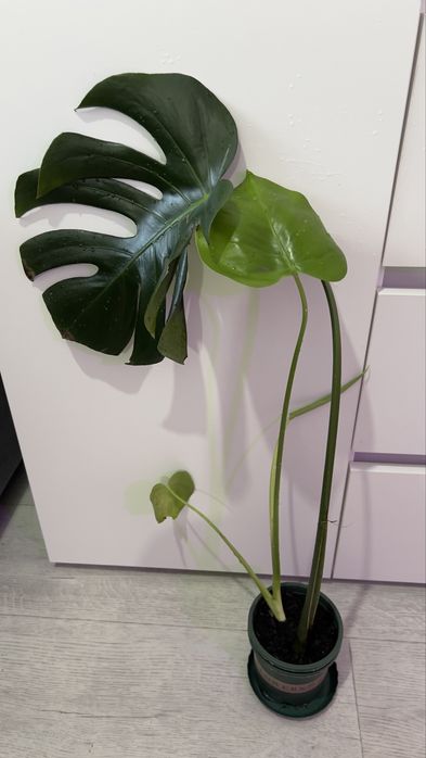 Монстера покупайте