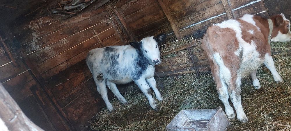 Vitei ,Baltata  romaneasca