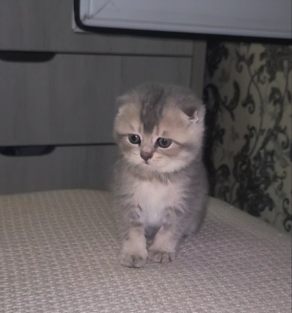 Чистокровные котята. Скоттиш, Scottish.