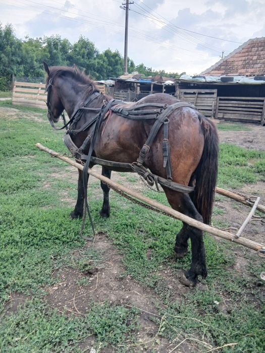 De vânzare mânz fără gram de defect mai multe detalii la telefon 155 înălțime 1 an și 3 luni