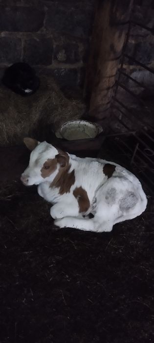 Продаются коровы