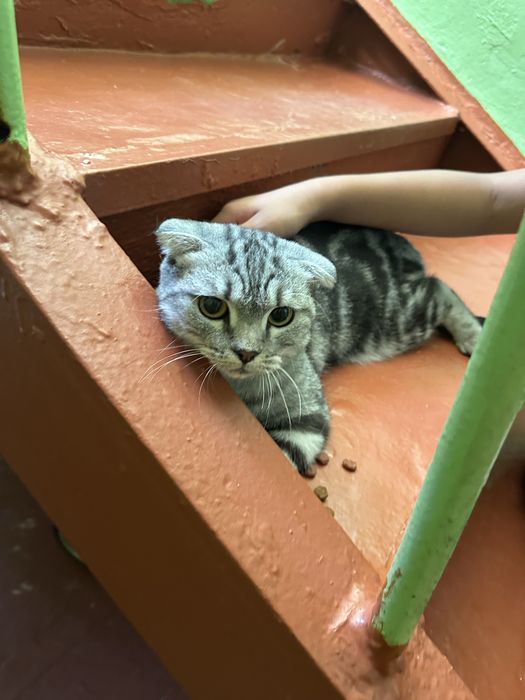 Кошка породистая