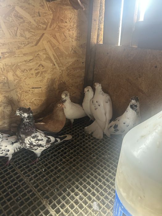 Jucatori de amara si pana simpla