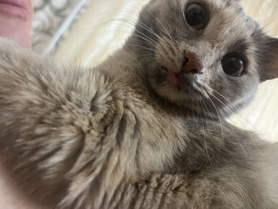 Кошечка ищет дом