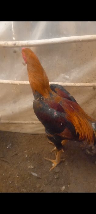 Shularni  tuxumlari  bor  garantiyalik