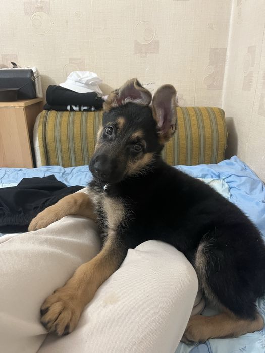 Немецкая овчарка