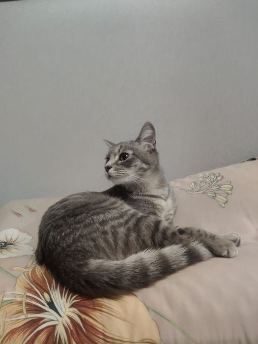 Отдам добрую кошку бесплатно