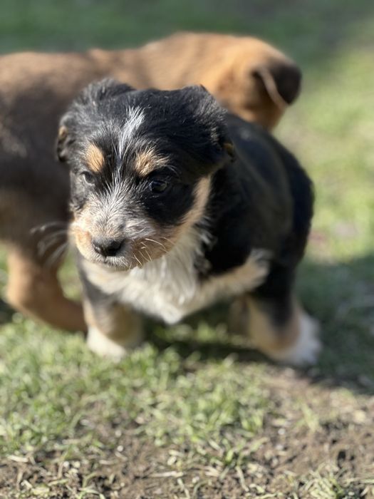 Пристраиваются шикарные щенки