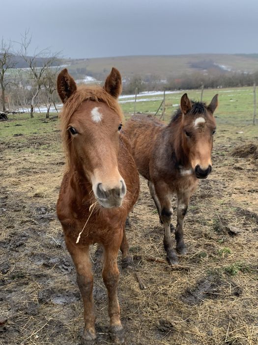 Mânză si armasar de vanzare