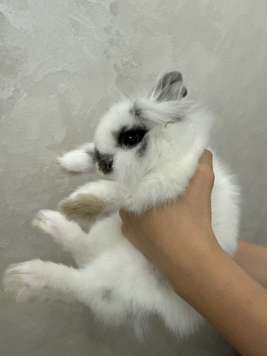 Кролик карлкиовый