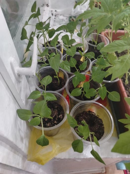 Продам рассаду. Помидоры, перец