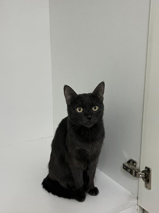 Отдам кошку в хорошие руки