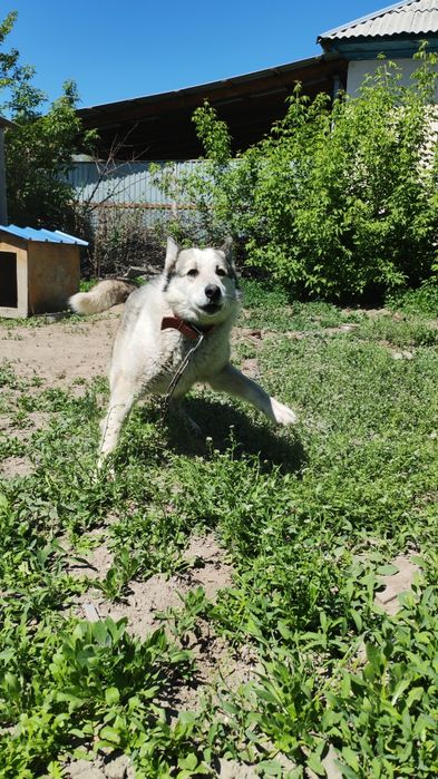 Лайка охотничья работает отлично
