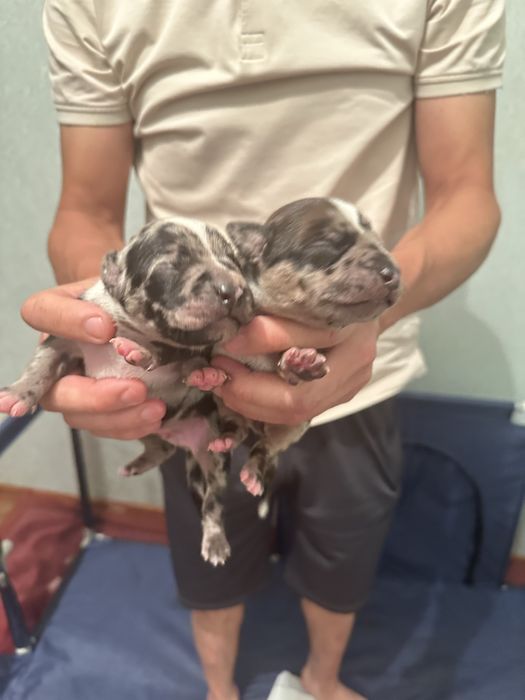 Питбуль Мерль Вязка ВЯЗКА!!!