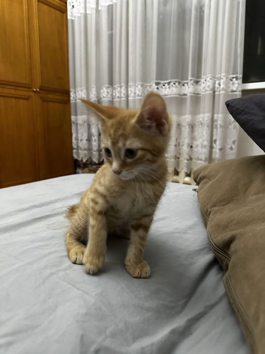 Котенок,котята ,котята