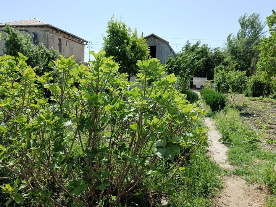 Навбахор дача тезда сотилади биринчи куча оладигон одамга келиштирамиз