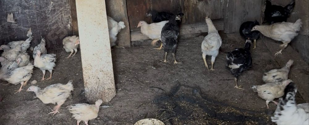 Продам куриц петухов цыплят