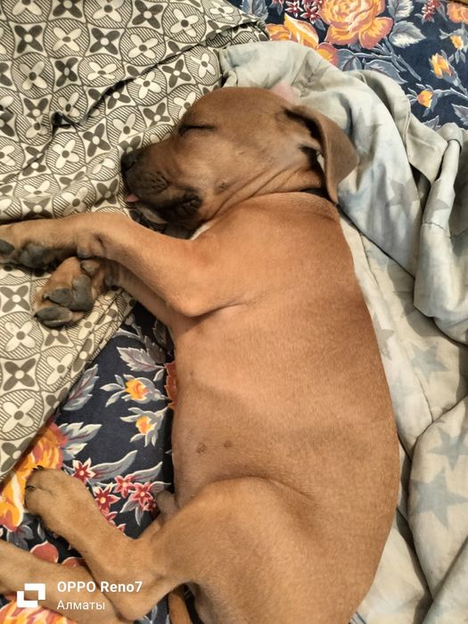 Щенок амстафф 3 мецяса прививки  есть