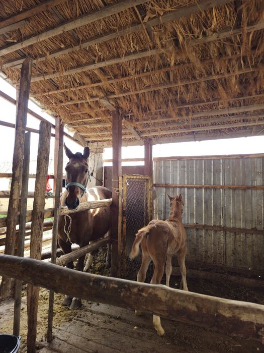 Бие сатылады ,сауынды құлындЫ бие