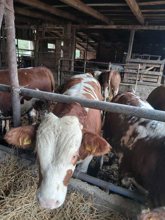 Vând, viței cu greutatea de aproximativ 320 kg