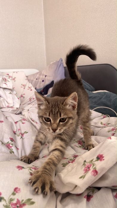 Отдам котенка девочка