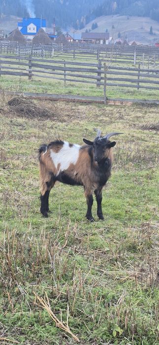 Vând capră, ieduță și țap