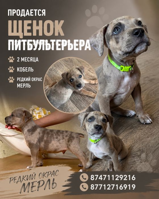 Щенок питбультерьера