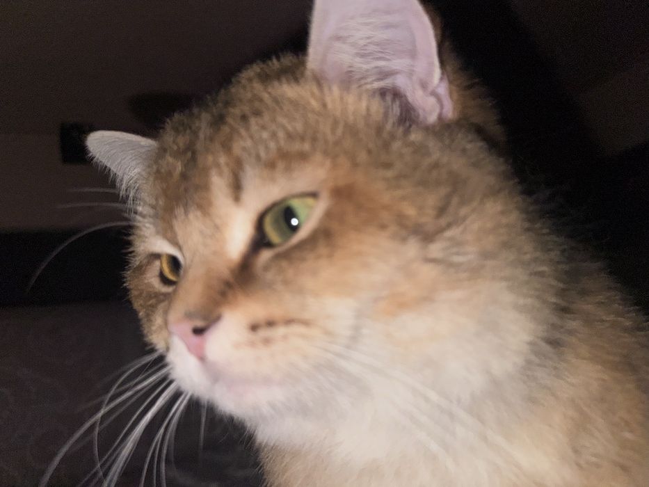 Золотая шиншила мальчик чистая!