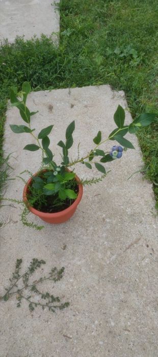 Afin Afini de cultura plante de anul 3 și de anul 5