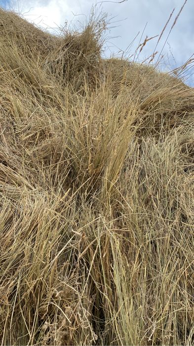 Рулон шөп срочно