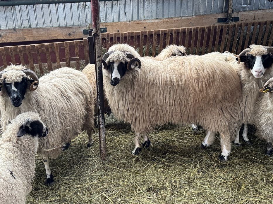 Vand berbec mior breaz